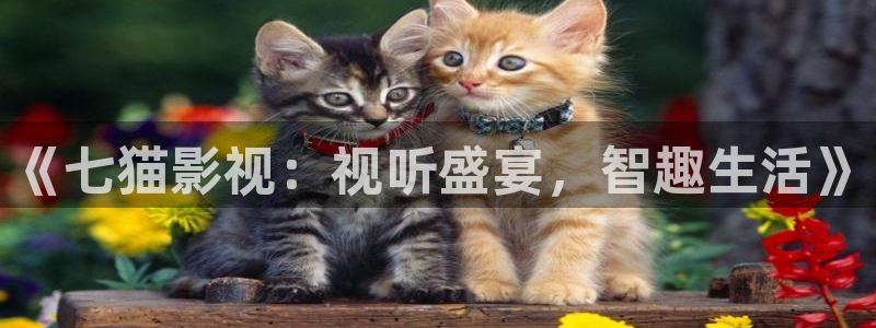 视频橘子：《七猫影视：视听盛宴，智趣生活》