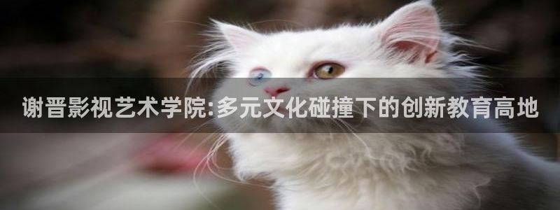 app橘子视频：谢晋影视艺术学院:多元文化碰撞下的创新教育高地